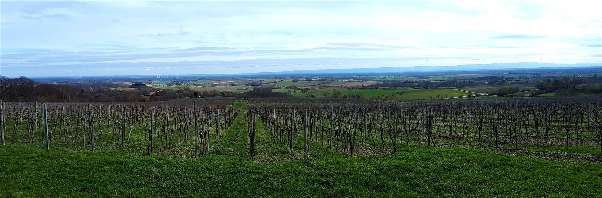 Rheinebene-Weingut Rapp Dörrenbach