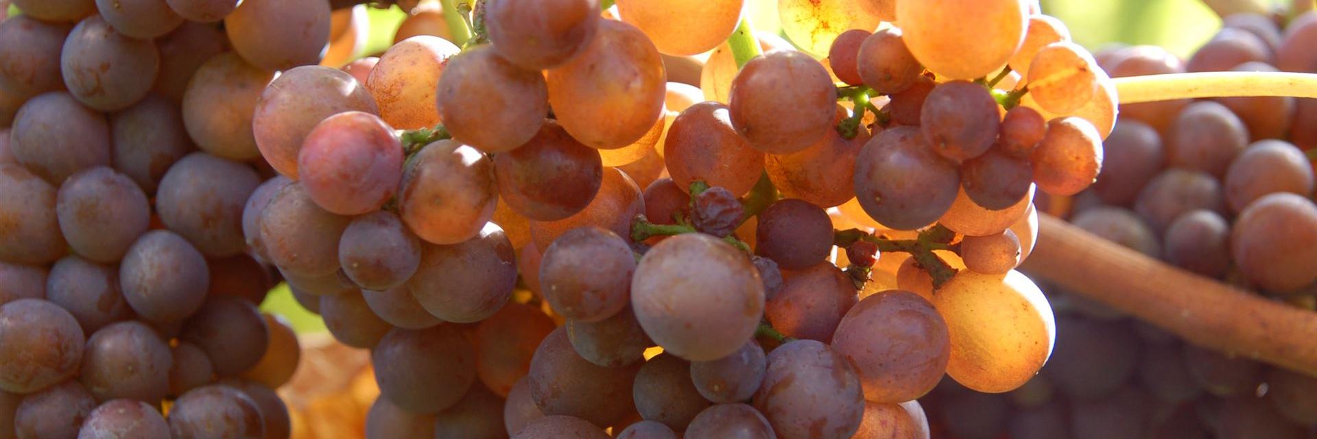 Trauben-Weingut Rapp Dörrenbach