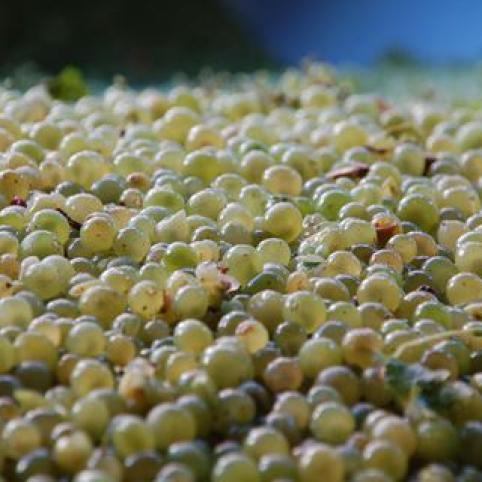 Weingut Rapp Dörrenbach