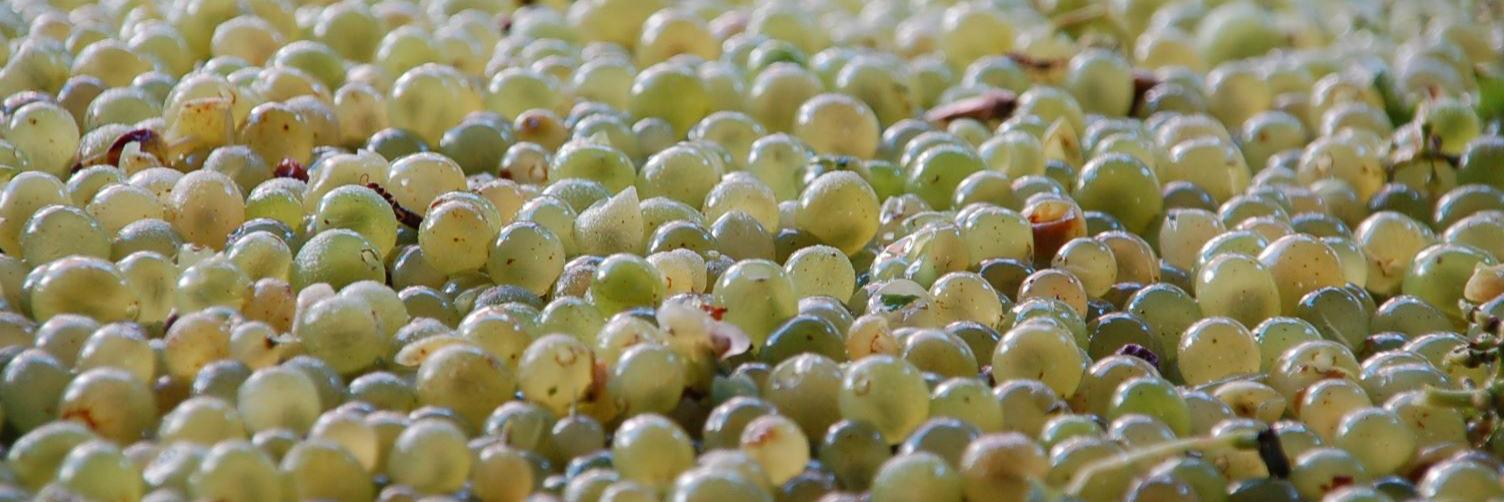 Weinlese-Weingut Rapp Dörrenbach