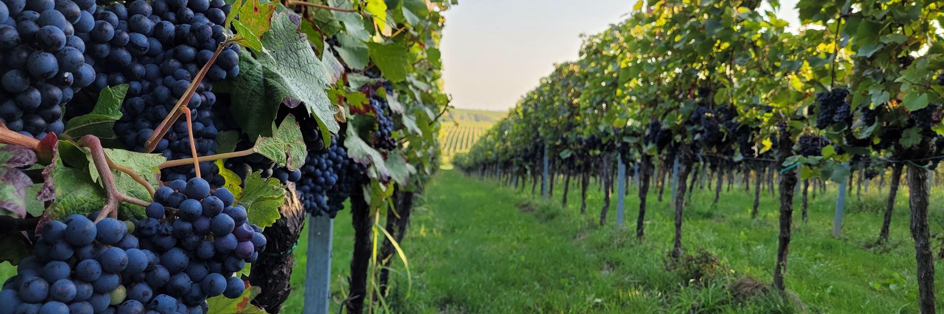 Weingut Rapp Dörrenbach